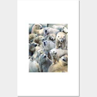 Polar Bears Posters and Art